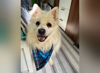 Marshmello - verspielt, dominant