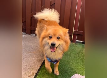 Beni SR - verspielt, offen