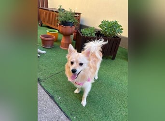 Hella SR - verträglich, freundlich