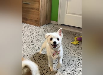 Dia SR - freundliches Hundekind