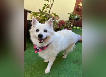 Ariel SR, ein liebenswertes Mädchen