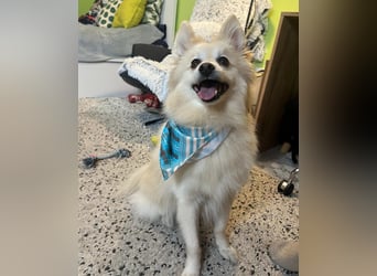 Lio SR - verkuschelt, lieb