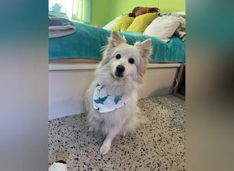 Brutus SR - zurückhaltend