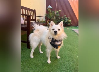 Jeremy SR - verträglich, verspielt