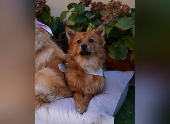 Leo SR, freundlich und ruhig