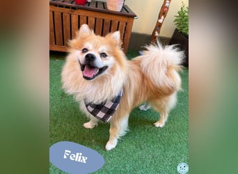 Felix - neugierig und offen