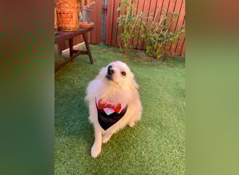 Jeremy SR - verträglich, verspielt