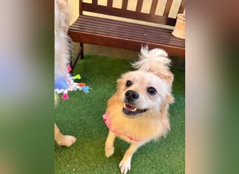 Hella SR - verträglich, freundlich