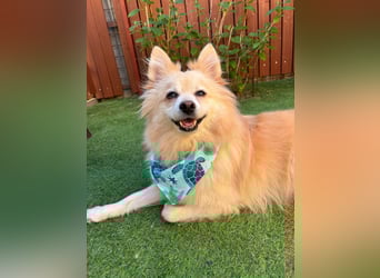 Lio SR - verkuschelt, lieb