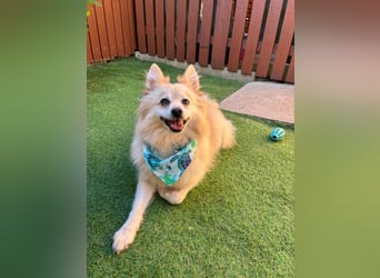 Lio SR - verkuschelt, lieb