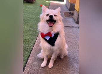 Jeremy SR - verträglich, verspielt