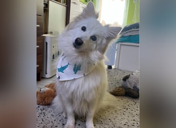 Brutus SR - zurückhaltend