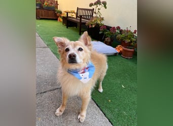 Barney SR - ruhig, verträglich