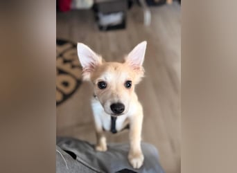 Diego 1 - verspielt, freundlich in 61191 Rosbach