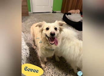 Eevee SR - verspielt, verträglich