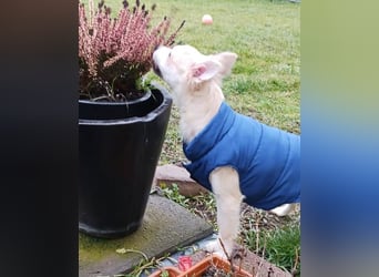 Diego 1 - verspielt, freundlich in 61191 Rosbach