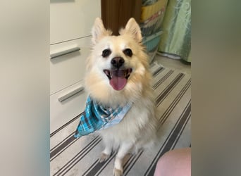 Lio SR - verkuschelt, lieb