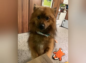 Flocky SR - freundlich, gutherzig