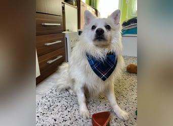 Marshmello - verspielt, dominant