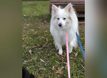 Diego 2 SR - lernwillig in 66589 Merchweiler 