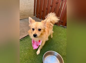 Hella SR - verträglich, freundlich