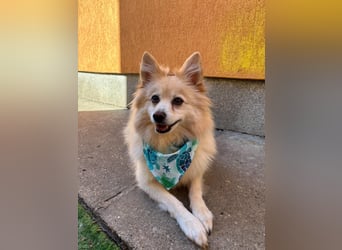 Lio SR - verkuschelt, lieb