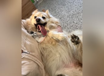 Ivy - freundlich, aufgeschlossen