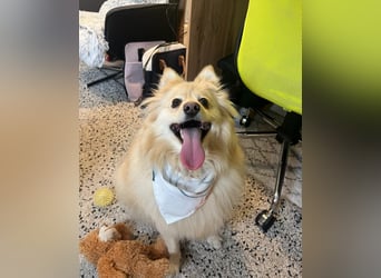 Ivy - freundlich, aufgeschlossen