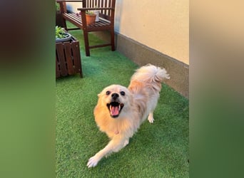 Hella SR - verträglich, freundlich