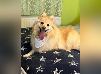 Ivy - freundlich, aufgeschlossen