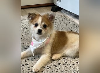 Debby SR - freundlich, verspielt