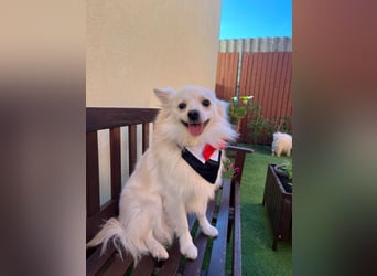 Jeremy SR - verträglich, verspielt