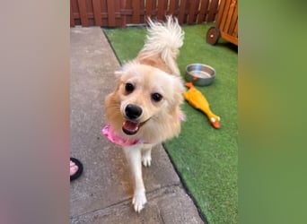 Hella SR - verträglich, freundlich