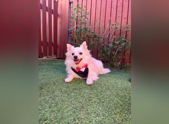 Jeremy SR - verträglich, verspielt