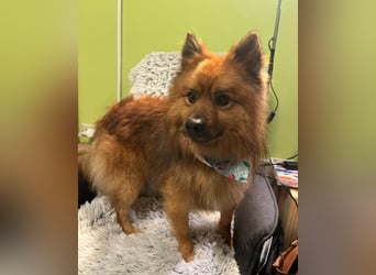 Flocky SR - freundlich, gutherzig