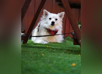 Ted SR - sucht ein Zuhause