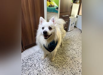 Marshmello - verspielt, dominant