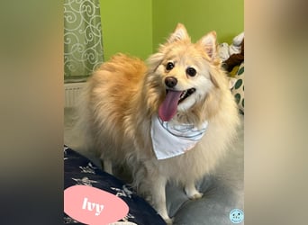 Ivy - freundlich, aufgeschlossen