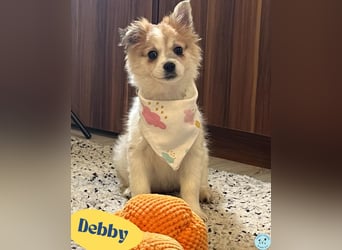 Debby SR - freundlich, verspielt