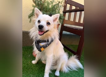 Jeremy SR - verträglich, verspielt