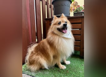 Yumo SR - aufgeschlossen, verträglich