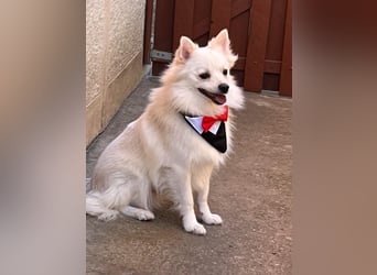 Jeremy SR - verträglich, verspielt