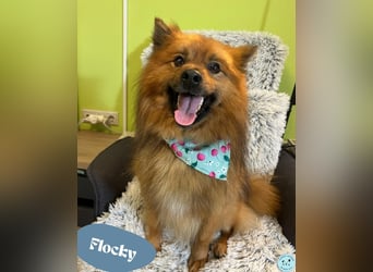 Flocky SR - freundlich, gutherzig