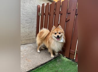 Yumo SR - aufgeschlossen, verträglich