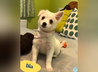 Dia SR - freundliches Hundekind