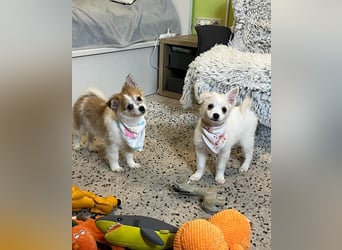 Dia SR - freundliches Hundekind