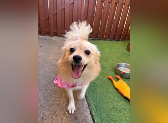 Hella SR - verträglich, freundlich