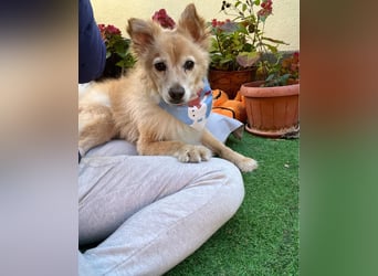 Barney SR - ruhig, verträglich