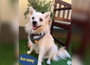 Jeremy SR - verträglich, verspielt