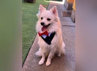 Jeremy SR - verträglich, verspielt